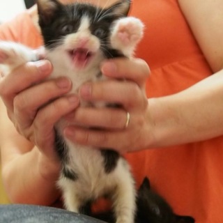 ハチワレの男の子（３兄妹）