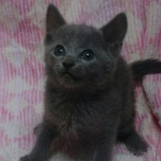 ハンデありのロシアン