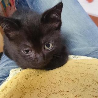 黒猫くん（３兄妹）