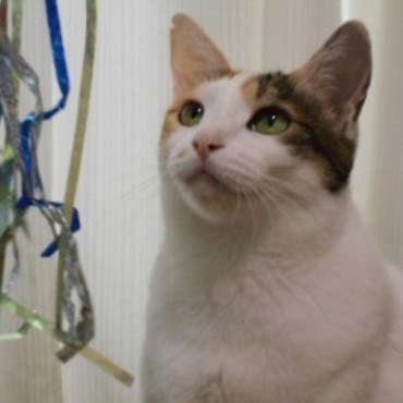 猫じゃらし大好き！