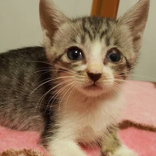 「せんべい君」男の子☆1.5ヶ月