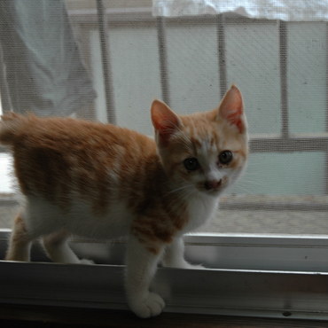 ウチに来たばかりの頃の大