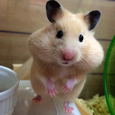 私はだぁれでしょ？正解は…カネゴンじゃなくて…スーちゃんです。