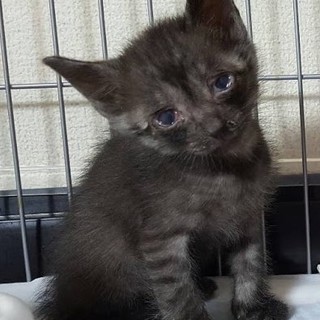 「ういろう君」男の子☆1.5ヶ月くらい