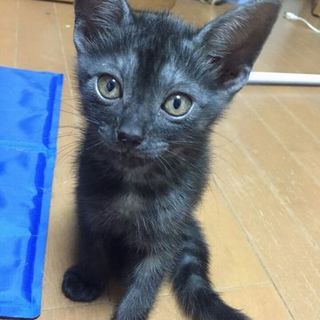 ファイガチーム、甘ったれ２号☆サイガ君