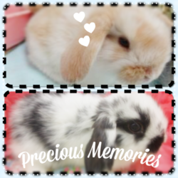 「【ホーランドロップ】新しい仲間♪」サムネイル1