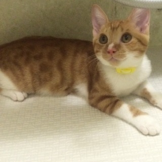 茶白のオトボケちゃんです