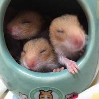 素敵な里親さんが見つかりました(*´ω｀*)