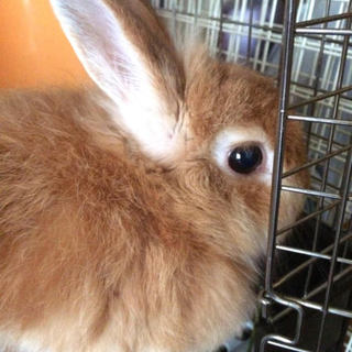 ジャージーウーリーです。