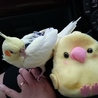月桃むーち