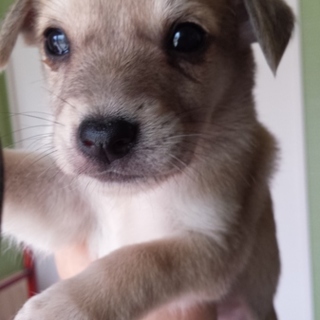 生後2か月仔犬男の子、1～2才母犬