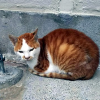 テツくん　茶白の男の子　１歳くらい