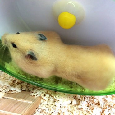 何処まで運ぶおつもり？