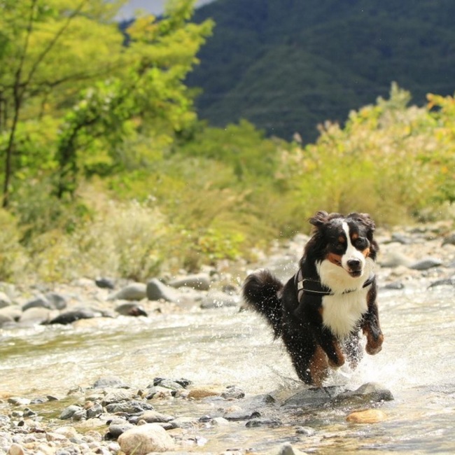ぴけ母のカバー写真