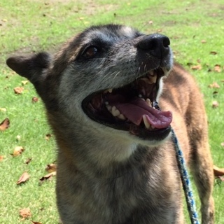 お散歩の引っ張りのない穏やかなクロくん