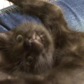 ふわふわな黒猫さん