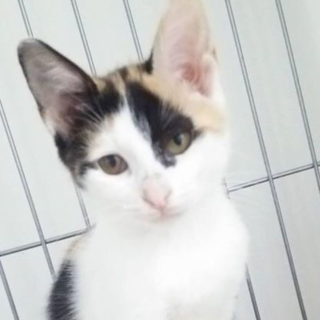 てってけテテちゃん　ご家族募集中