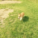 コーギーちゃん