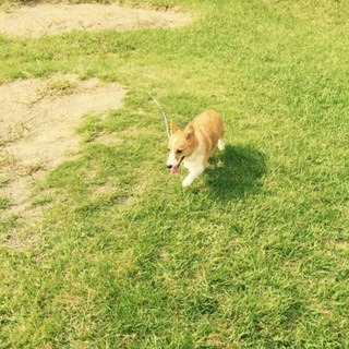 コーギーちゃん
