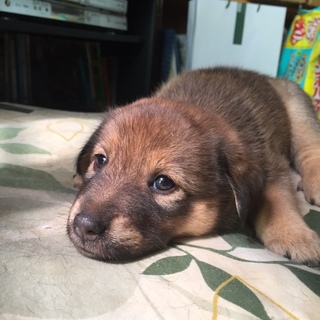 可愛いタレ耳の子犬Mixの里親募集
