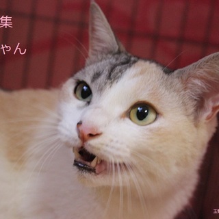 美♥パステル三毛ベラちゃん里親募集