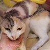 美♥パステル三毛ベラちゃん里親募集 サムネイル3