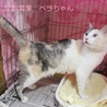 美♥パステル三毛ベラちゃん里親募集 サムネイル5