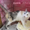 美♥パステル三毛ベラちゃん里親募集 サムネイル6