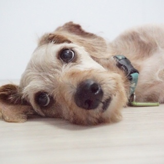 ワイヤーダックス を含む犬の里親募集情報 ペットのおうち 月間利用者150万人