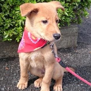 少し臆病ですが・・元気いっぱい4カ月位の男の子