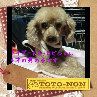 トイプードル・ロビン君は甘えん坊な子です。