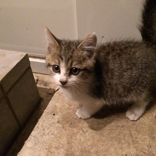 捨て猫　人懐こい