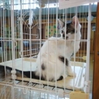 尻尾がふさふさのくりくりお目目の大人しい子です。