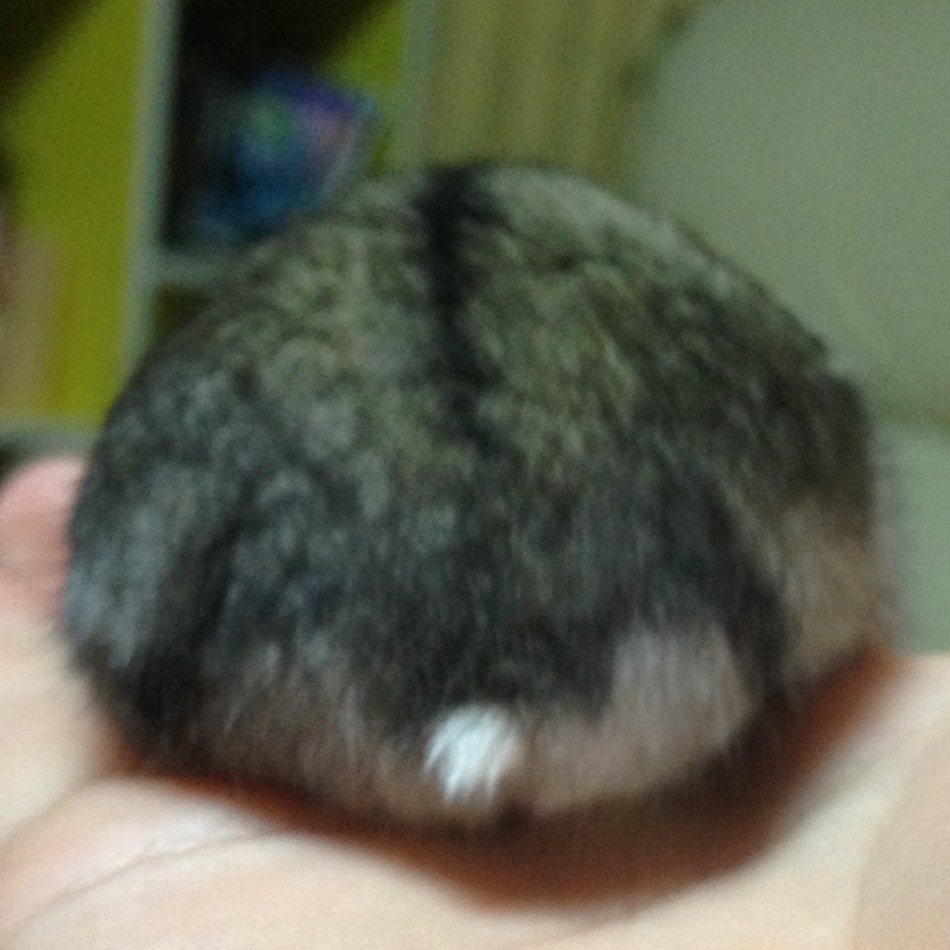 チョビのカバー写真