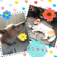 ペコ