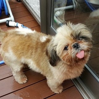 シーズーの里親を募集します！