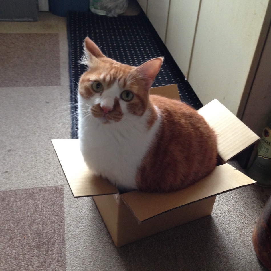 ベンテンのカバー写真