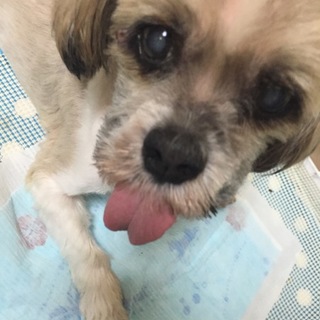 里親さん募集してます！！