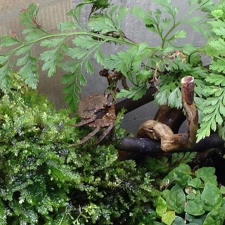 ベンケイガニ 2匹