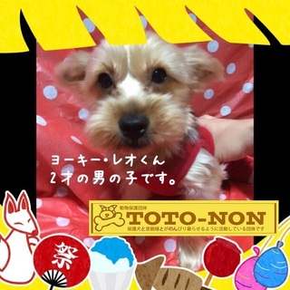 ヨーキー・レオ君は２歳の男の子です。