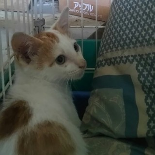 白地に茶色い模様がとても綺麗に入っています‼