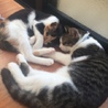 にゃこ。