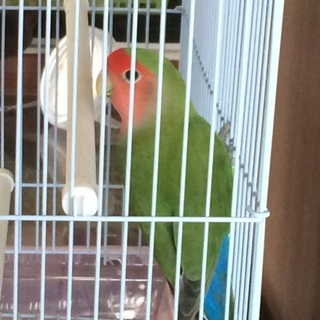 里親様決まりました。ありがとうございました。