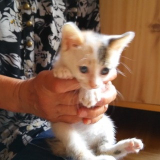 急募‼１ヶ月子猫お世話して下さる方‼