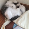 の写真