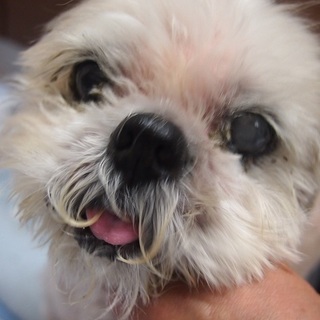 仮名：マッシュ