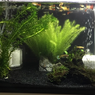 【アクアリウム初心者向け】グッピーペア5組