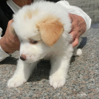子犬　むくむく　オス　白に耳茶　１月半
