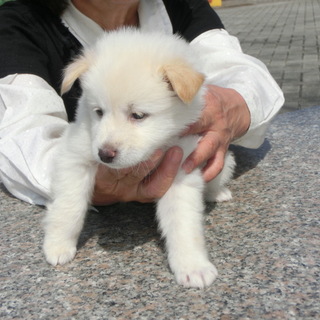 子犬　むくむく　メス　白に耳茶　１月半