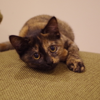 5ヶ月。綺麗なサビ柄の女の子♪